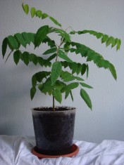 Fructul stea sau carambola - pom fructifer exotic foto