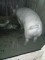 Animale domestice - 3