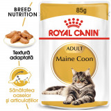 Royal Canin Maine Coon Adult hrană umedă pisică (&icirc;n sos), 12 x 85g