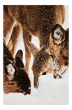 Tablou Canvas, "Căprioare căut&acirc;nd hrană &icirc;n zăpadă", Creaturi, Nisip, Alb, Zăpadă, Blană, &Icirc;mpreună, Iarna, Peisaj, Natură, Pădure, Frig, Amuzant, Grijă