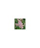 Astilbe &#039;Flamingo&#039; &ndash; Astilbe roz, plantă la ghiveci 10 cm, Oem