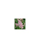Astilbe &#039;Flamingo&#039; &ndash; Astilbe roz, plantă la ghiveci 10 cm, Oem