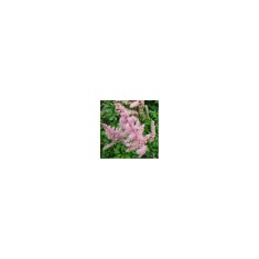 Astilbe &#039;Flamingo&#039; &ndash; Astilbe roz, plantă la ghiveci 10 cm