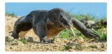 Tablou Canvas, "Dragonul Komodo &icirc;n habitatul său natural", Sol, St&acirc;ncă, Reptilă, Iarbă, Cer, Limbă, Solzi, Mișcare, Natură, Explorat., 39 x 26 cm, CMC