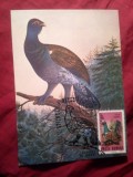 Maxima Romania 1988 Expozitia Filatelica din Craiova - Fauna - Cocosul de Munte