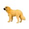Golden Retriever M Collecta