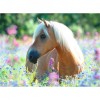 Puzzle Calut Pe Camp De Flori, 300 Piese, Ravensburger