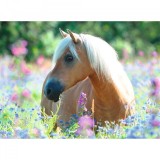 Puzzle Calut Pe Camp De Flori, 300 Piese, Ravensburger