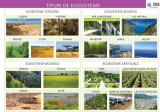 Tipuri de ecosisteme - Planșă educativă - Paperback - Florica Alexandrescu - Didactica Publishing House
