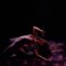 BEYONCE I AM YOURS An Intimate Performance at the Wynn (dvd)