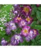 Trandafir catarator, Rosa Veilchenblau C2