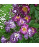 Trandafir catarator, Rosa Veilchenblau C2