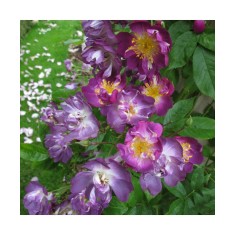 Trandafir catarator, Rosa Veilchenblau C2