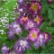 Trandafir catarator, Rosa Veilchenblau C2