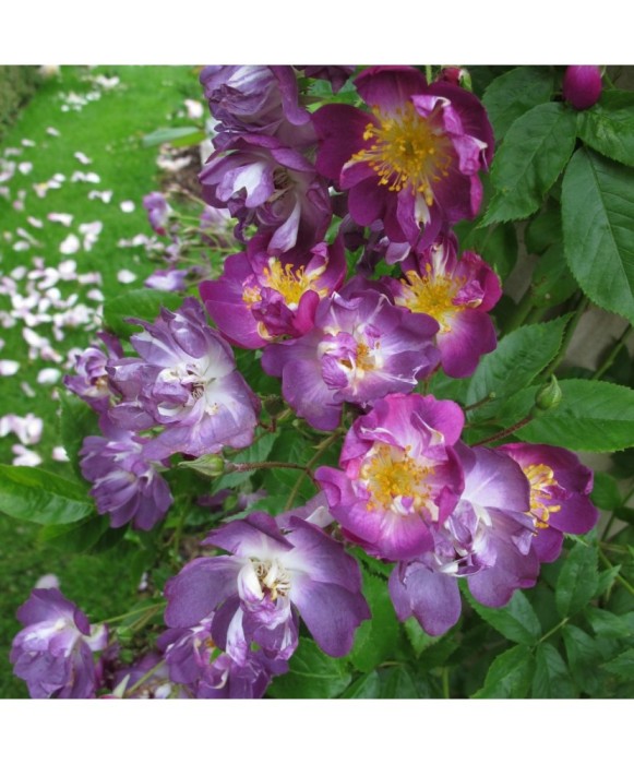 Trandafir catarator, Rosa Veilchenblau C2