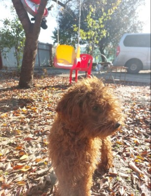 V&amp;acirc;nd cățel Pudel foto