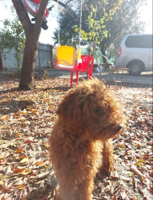 V&acirc;nd cățel Pudel