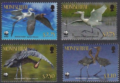 MONTSERRAT 2010 WWF FAUNA PROTEJATA PASARI EGRETE foto