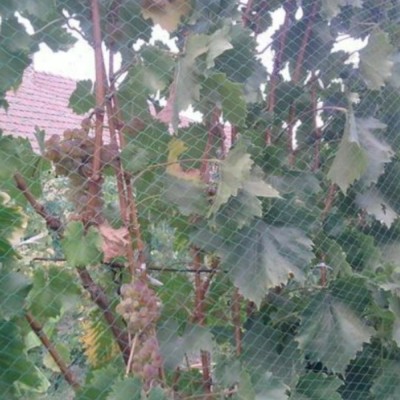 Plasa contra pasari 4 x 50m foto