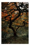 Tablou Canvas, Copacul Misterios al Toamnei Aurii, , Multicolor, 26 x 39 cm, CMCLASS