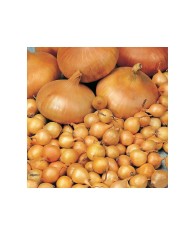 Bulbi Ceapa/Arpagic galben &#039;Stuttgarter Riessen&#039;, 1kg