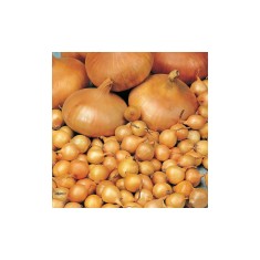 Bulbi Ceapa/Arpagic galben &#039;Stuttgarter Riessen&#039;, 1kg