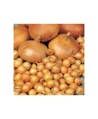 Bulbi Ceapa/Arpagic galben &amp;#039;Stuttgarter Riessen&amp;#039;, 1kg foto