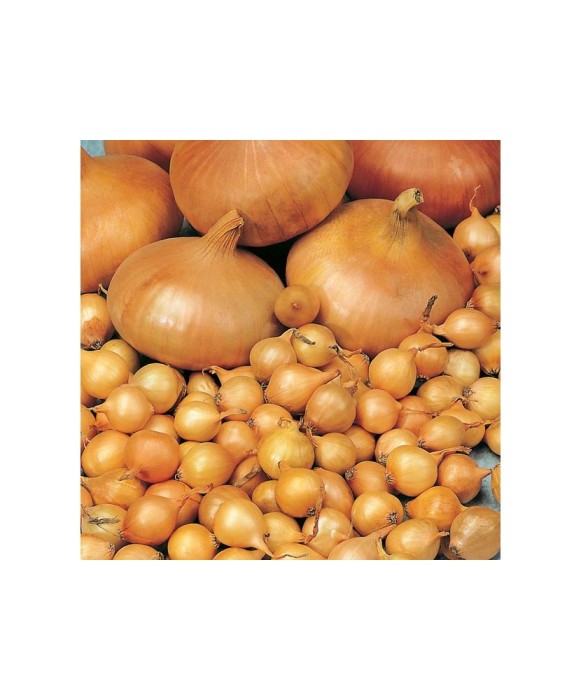 Bulbi Ceapa/Arpagic galben &#039;Stuttgarter Riessen&#039;, 1kg