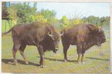 Bnk cp Gradina zoologica Bucuresti - Zimbru - necirculata