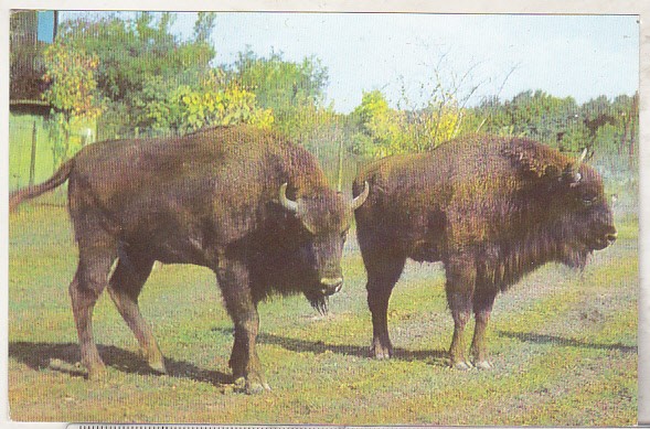 bnk cp Gradina zoologica Bucuresti - Zimbru - necirculata