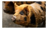 Tablou Canvas, "Porci purceluși &icirc;n lumina dimineții", Nu pot să identific oameni &icirc;n imagini, dar pot să &icirc;ți spun că &icirc;n imagine este un porc. Cum altfe