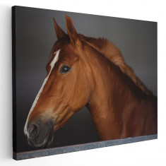 Tablou cal brun roscat (roib) Tablou canvas pe panza CU RAMA 30x40 cm