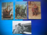 HOPCT LOT NR 437 MAIMUTA / MAIMUTE -FAUNA -4 CARTI POSTALE-CIRCULATE, Circulata, Printata