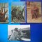 HOPCT LOT NR 437 MAIMUTA / MAIMUTE -FAUNA -4 CARTI POSTALE-CIRCULATE