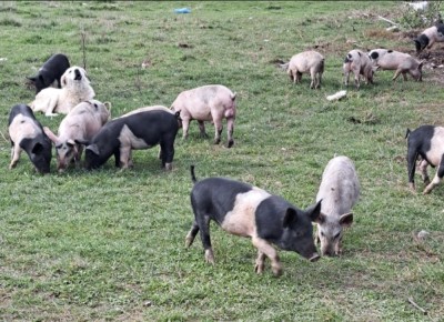porci de vanzare foto