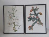 Lot 2 tablouri desen pe hartie, botanica, sub sticla, cu ramamura de pin cu conuri; cu floare de crin, semante