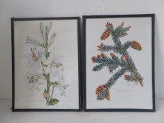 Lot 2 tablouri desen pe hartie, botanica, sub sticla, cu ramamura de pin cu conuri; cu floare de crin, semante