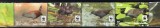 COOK Islands 2014, Fauna Pasari WWF, serie neuzata, MNH, Nestampilat