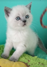 British shorthair colorpoint foto