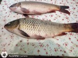 Vand Crapi captura Dunare , gust savuros