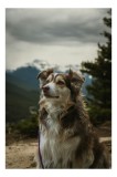 Tablou Canvas, "Paznic al v&acirc;rfurilor &icirc;nzăpezite", Nu pot spune cine este &icirc;n imagine, dar observ un c&acirc;ine frumos care stă &icirc;ntr-un peisaj montan. Dacă t