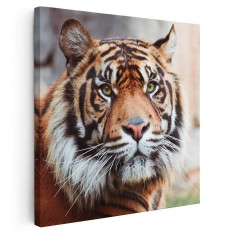 Tablou portret tigru de Sumatra Tablou canvas pe panza CU RAMA 30x30 cm