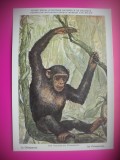 HOPCT 6221 CIMPANZEU-PAN TROGLODYTES -MAIMUTE-FAUNA AFRICA-CP CHROMO LITHO -MUZEUL REGAL STIINTE NATURALE BELGIA-NECIRCULATA, Printata