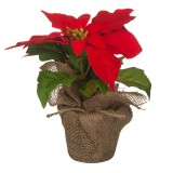 Ghiveci Decorativ, Crăciuniță Bej, Dimensiune 24x27 cm, Oem