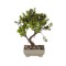 Ghiveci decorativ cu Bonsai artificial si pietre, 10x26 cm, ATU-084262
