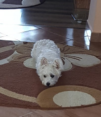 Westie alb foto