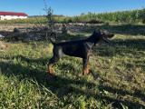 Doberman femela 7 luni