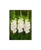 Bulb, Gladiole, Ivory priscilla, Calibru 8/10, Oem
