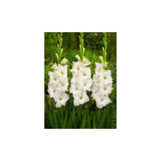 Bulb, Gladiole, Ivory priscilla, Calibru 8/10
