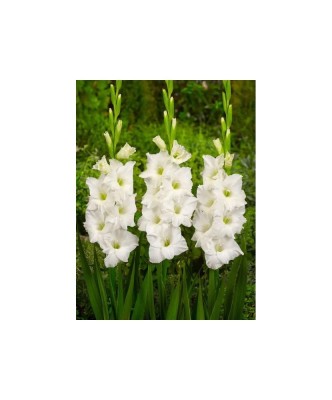 Bulb, Gladiole, Ivory priscilla, Calibru 8/10 foto